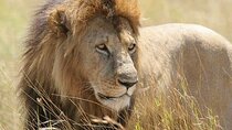 Half day Guided Game Drive Safari in Nairobi Park by 4x4 Jeep