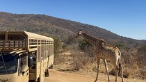 Johannesburg Day Trip Lion Park and Lesedi Cultural Village