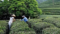 Fun Longjing Tea Experience Private Day Tour (Hangzhou)