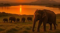 Private Minneriya Elephant Safari from Colombo Kandy or Sigiriya