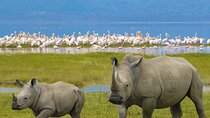 4 Days Private Camping Safari