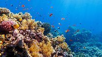 Tour in the Contoy Island Reserve Plus Visit to Isla Mujeres
