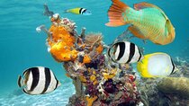 Sailing at Isla Contoy & Isla Mujeres! Snorkel at Ixlache Reef