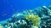 Isla Contoy Incredible Tour! Round Transportation From Cancun & Playa Del Carmen