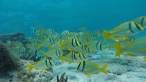 Tour Contoy Magic Island! Round Transportation From Cancun & Playa Del Carmen