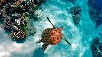 Magic Tour Island Contoy from Cancun & Riviera Maya 