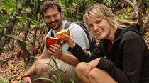 Half Day Tour Cocoa Farm Fruits and Plantations from Guayaquil