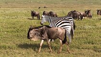 3-Day Maasai Mara Safari: Game Drives and Cultural Experience