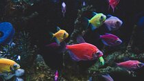 Aquaria KLCC Admission Ticket with return Transfer
