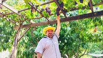 Wines and Wonders of the Judean Hills - Private Wine Tour