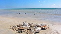 El Qulan Island & Sharm El Luli Half-Day Experience