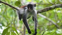 Discover Jozani Forest & Rock Restaurant W/ Transfer – Zanzibar