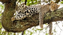 5 Day Private Midrange Safari in Tanzania