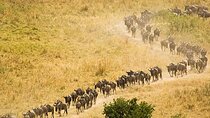 8 Day Tanzania Safari Witness the Great Migration