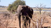 Explore Chobe Day Tour and Victoria falls