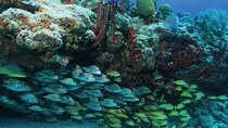 Sian Kaan Biosphere Boat Adventure & Snorkel 
