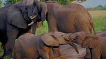 14 Days Uganda Safari Gorilla, Chimpanzee trekking and big five