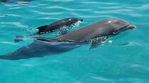 Dolphin Watching & Snorkel Trip Half Day with Transfer - Zanzibar