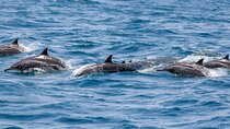 Dolphin Watching Half Day Snorkeling Trip W / Transfer - Zanzibar