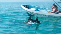 Dolphin Watching Half Day Sea Trip With Transfer - Zanzibar