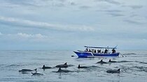 Dolphin Watching Half Day Snorkel Sea Trip & Transfer - Zanzibar