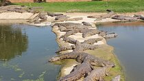 Cheetah Outreach Giraffe Encounter with Crocodile Private Tour