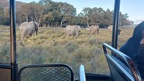 Full Day Big 5 Safari & Wine Tasting Tour with Pre-Booked Ticket
