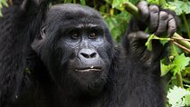 12 Day Wildlife and Primate Safari in Uganda