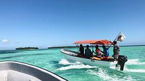 Zanzibar Dolphin Watching and Snorkeling Adventure with Transfer