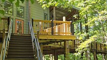Meditative, Forest Bathing Hike followed by Yoga on the Deck