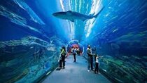 Dubai Aquarium & Underwater Zoo Admission Ticket