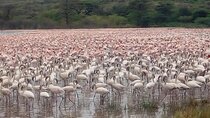 2 Days Lake Bogoria and Lake Nakuru National Park Safari