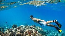 Coral Garden Snorkeling Sea Trip Experience & Lunch - Marsa Alam