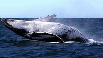 Sydney Whale Watching and Sightseeing Sailing Private Tour