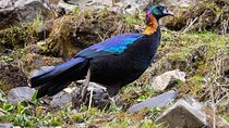 3-Day Chengdu Bird-Watching Tour (Nearby Areas