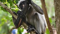 Jozani Forest and Spice Farm Tour Zanzibar Nature Experience