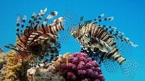 Coral Garden Full Day Snorkeling Trip with Lunch – Marsa Alam
