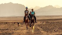 1-Hour Horseback Ride in the Desert & Transfer - Marsa Alam