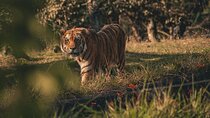 2 Days Sundarban Mangroves Tour from Kolkata