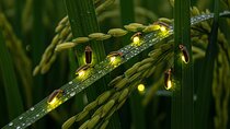 Cultural Immersion in Taro Village with Firefly Watching