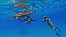 Snorkeling with Dolphins at Dolphin House Boat Trip in Hurghada