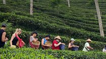 Private Half-Day Tea Village Discovery with lunch in Yogyakarta