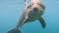 Enjoy Watching Dolphins with Your Family - Sharm El Sheikh