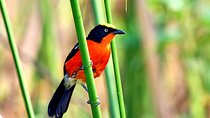 Birdwatching Adventure a Day in Kigali Rwanda