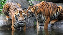 8 Days Golden Triangle Tour with Jim Corbett National Park