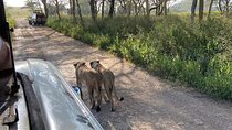 Nairobi National Park Game Drive - Morning /Evening 