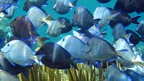 Entry Level PADI Course Discovery Scuba Dive
