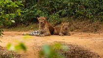 From ELLA: YALA SAFARI TOUR & HIRIKETIYA/TANGALLE Transfer