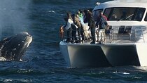 Hermanus Whale Watching Penguins and Benguela Cove from Cape Town