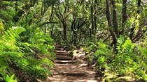 Tenerife Anaga Mountains Round trip in the Laurel Forest